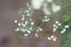 Parthenium hysterophorus